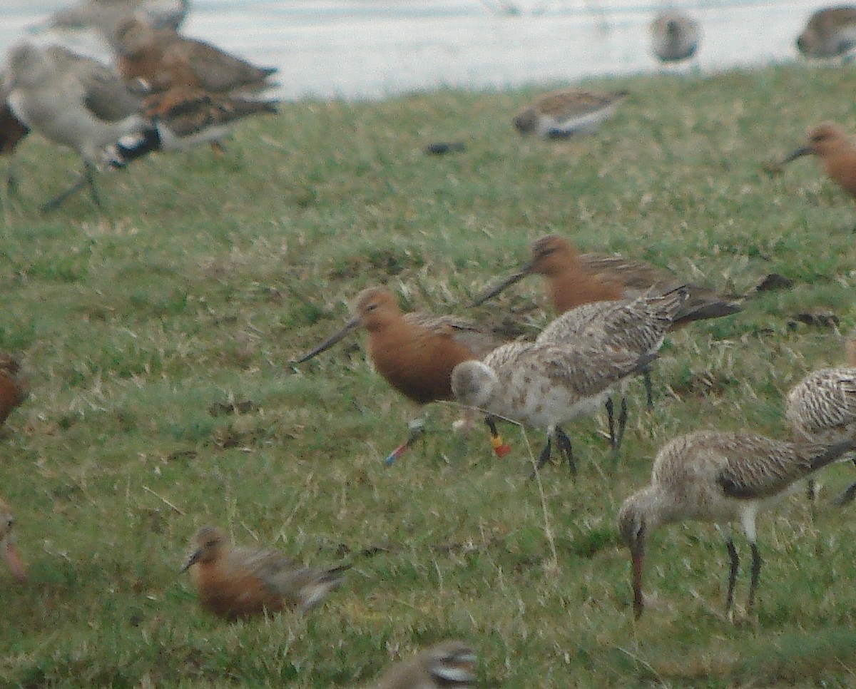 Bar-tailed Godwit - ML646283977