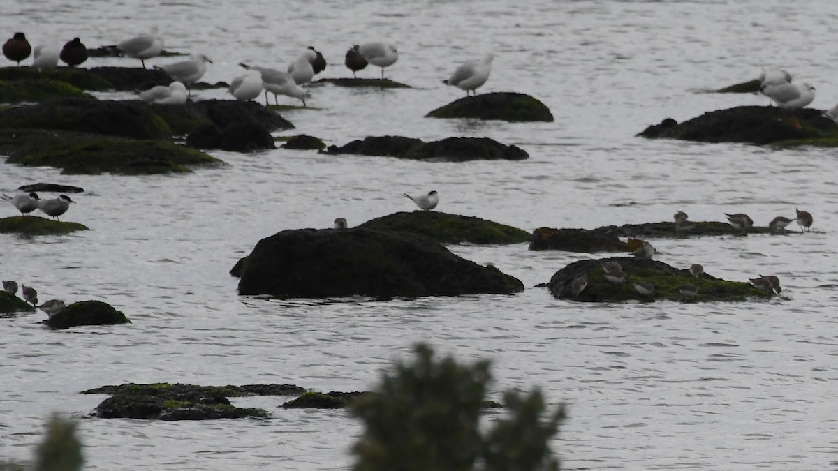 Little Tern - ML646283980