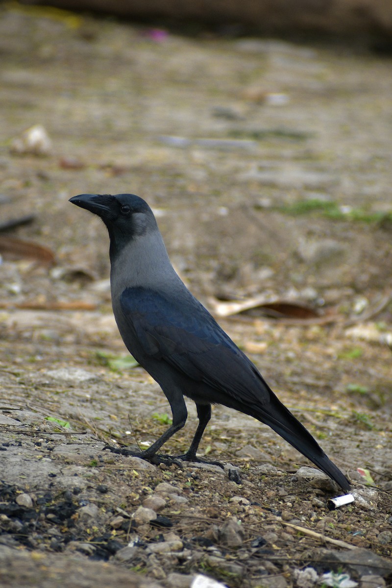 House Crow - ML646283981