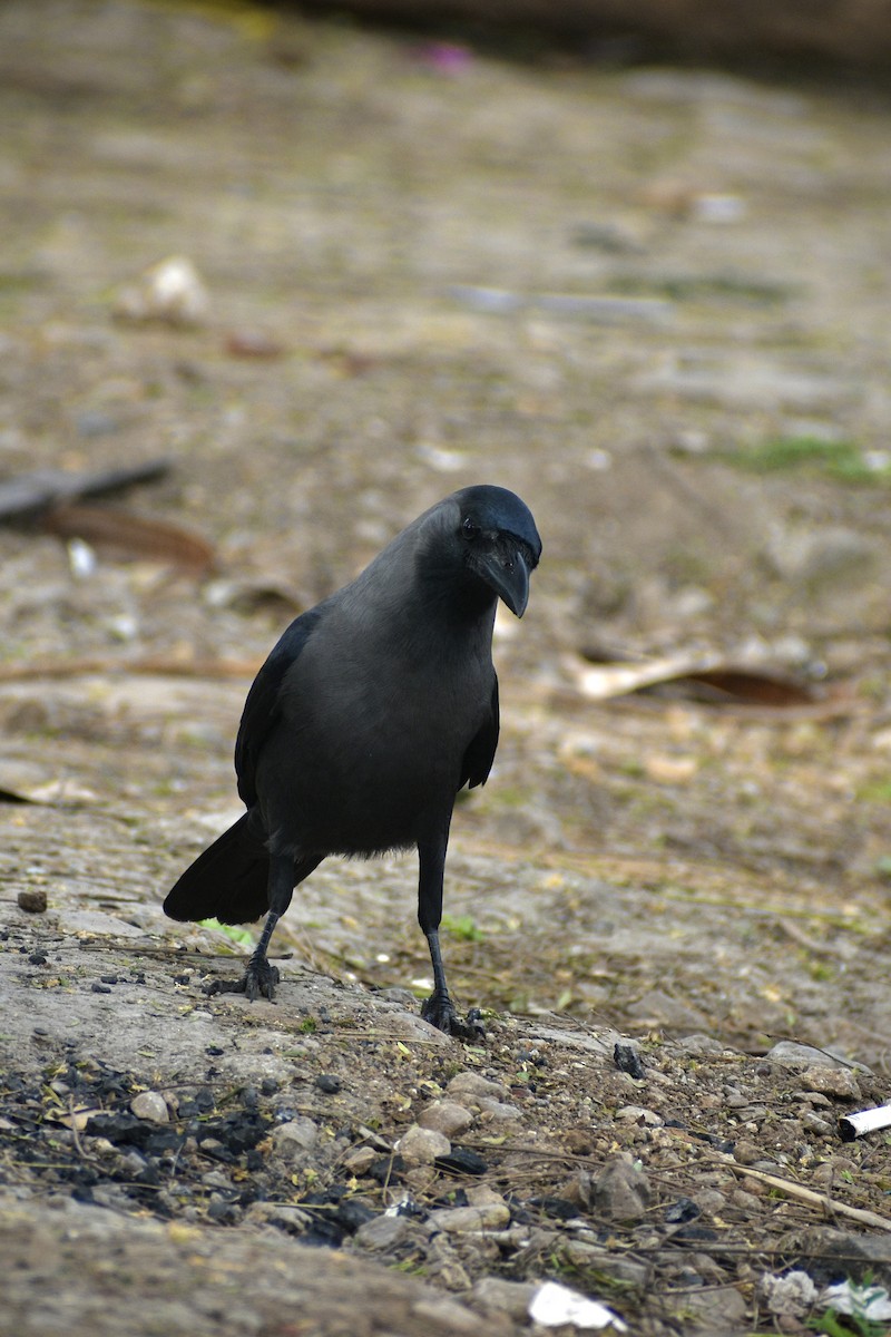 House Crow - ML646283982