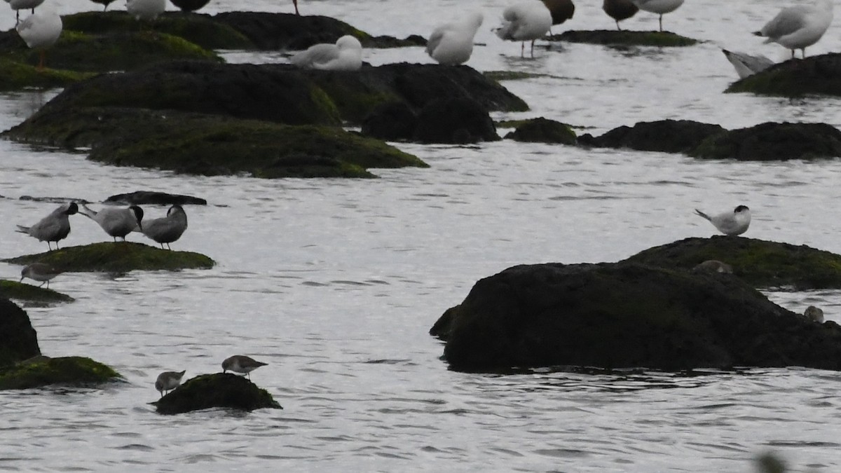Little Tern - ML646283983