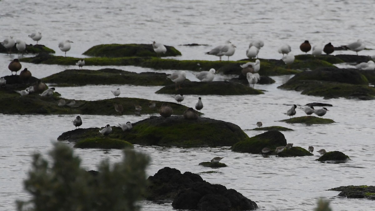 Whiskered Tern - ML646283984