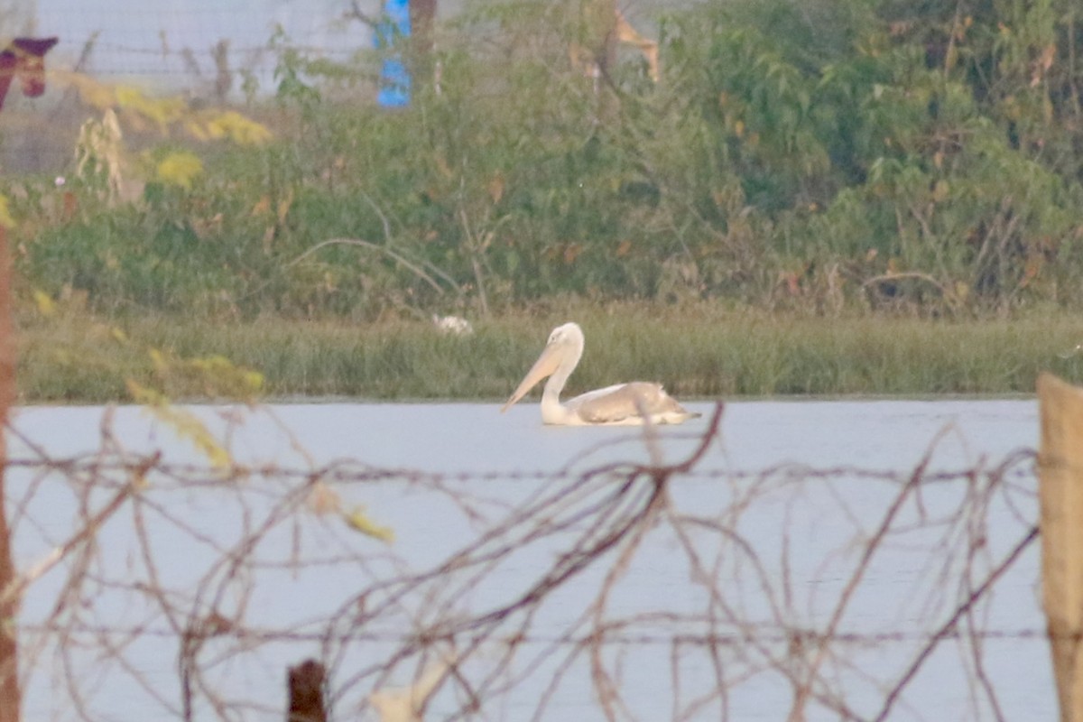 Dalmatian Pelican - ML646283985