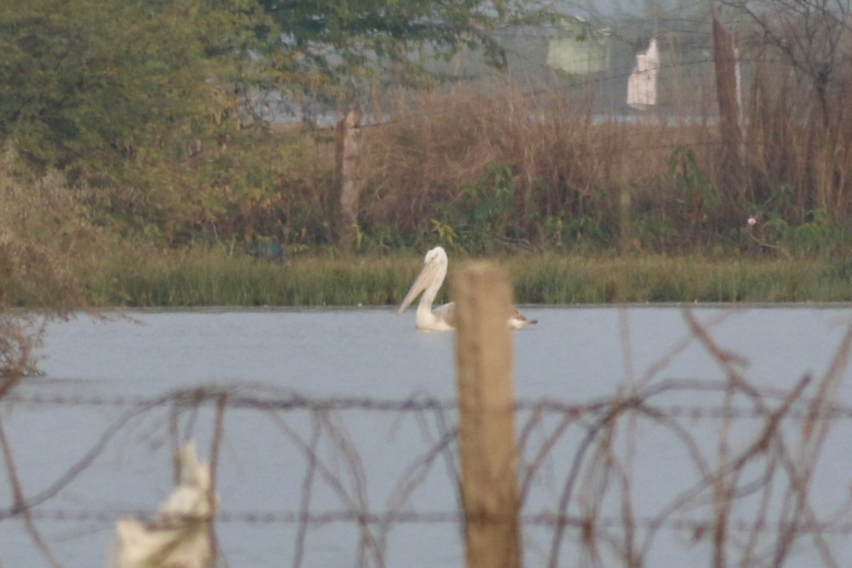 Dalmatian Pelican - ML646283986
