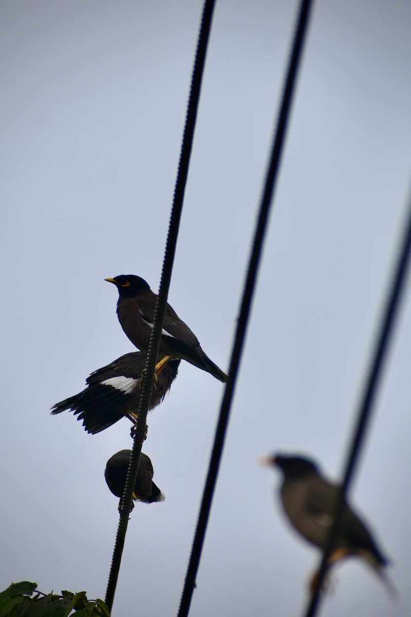 Common Myna - ML646283987