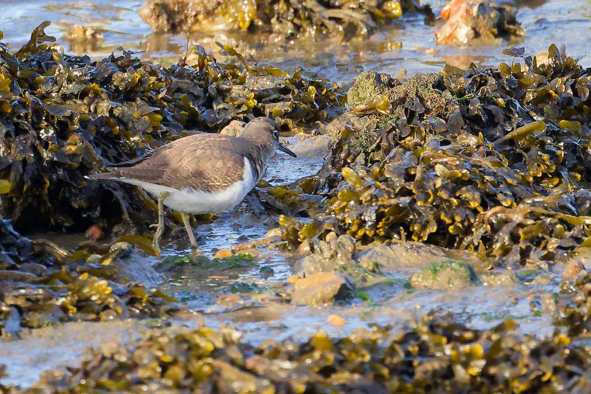 Common Sandpiper - ML646283988