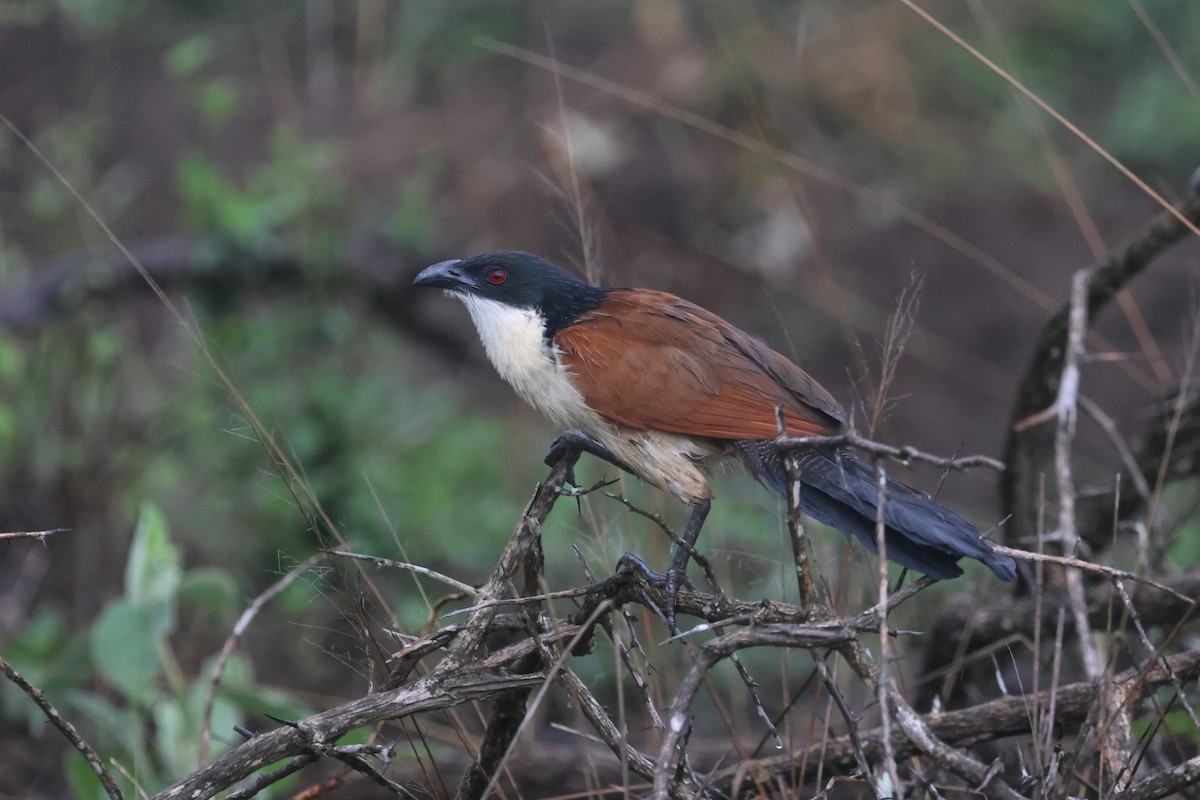 Burchell's Coucal - ML646283992