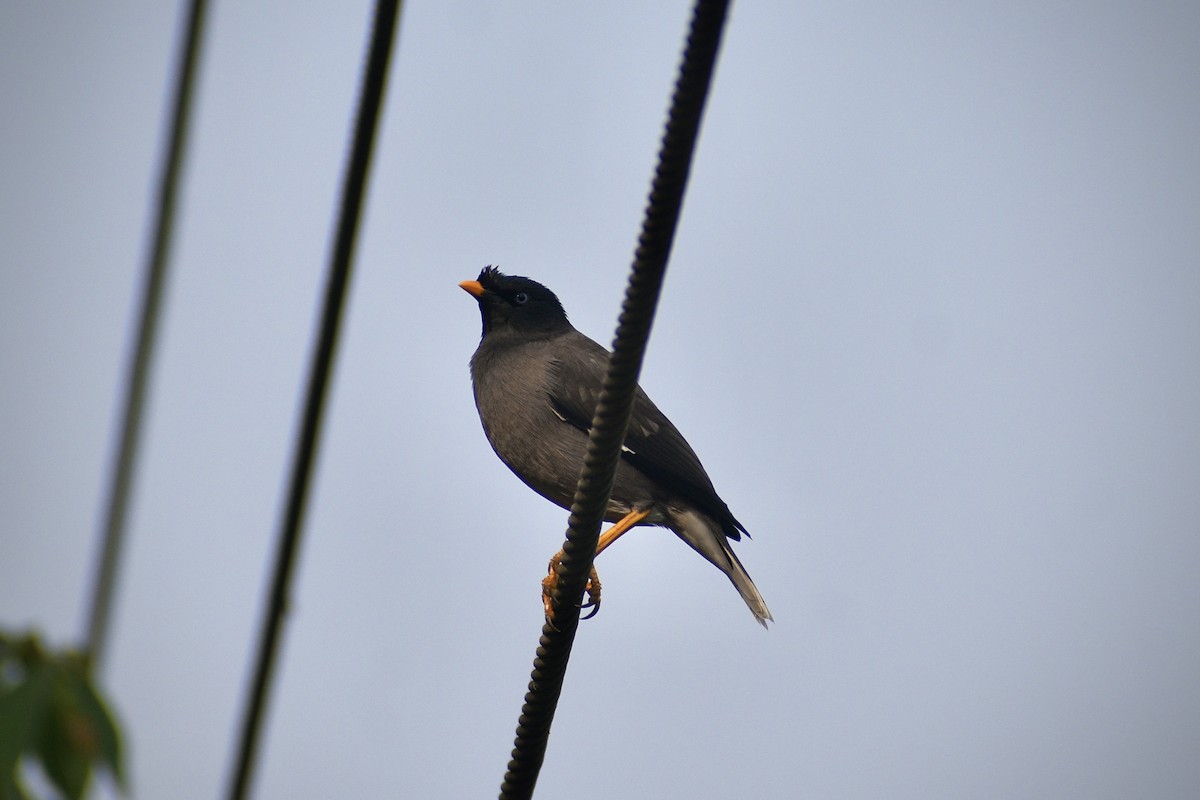Jungle Myna - ML646283994