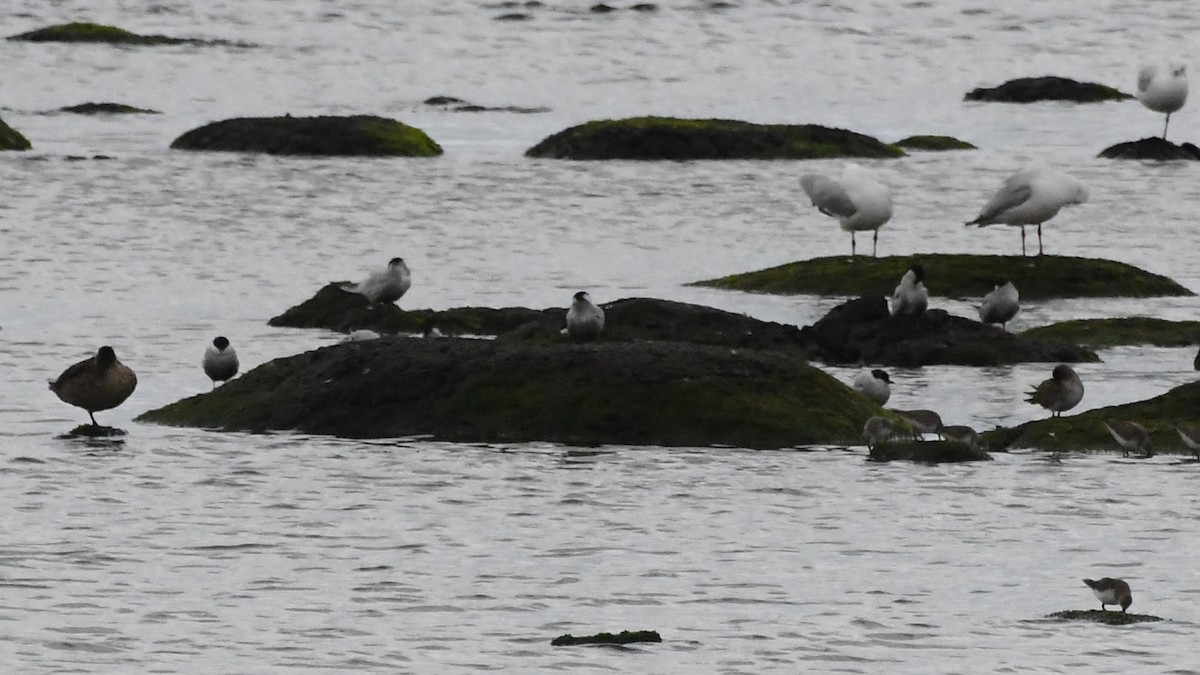 Whiskered Tern - ML646283995