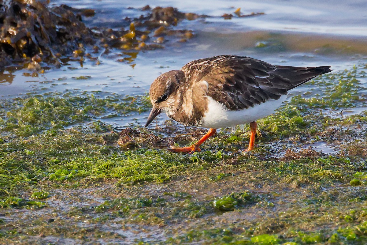 Ruddy Turnstone - ML646283996
