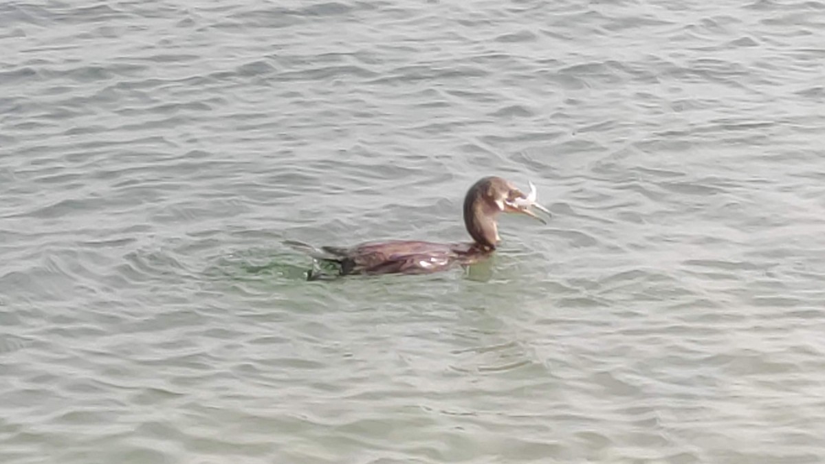 Socotra Cormorant - ML646283997