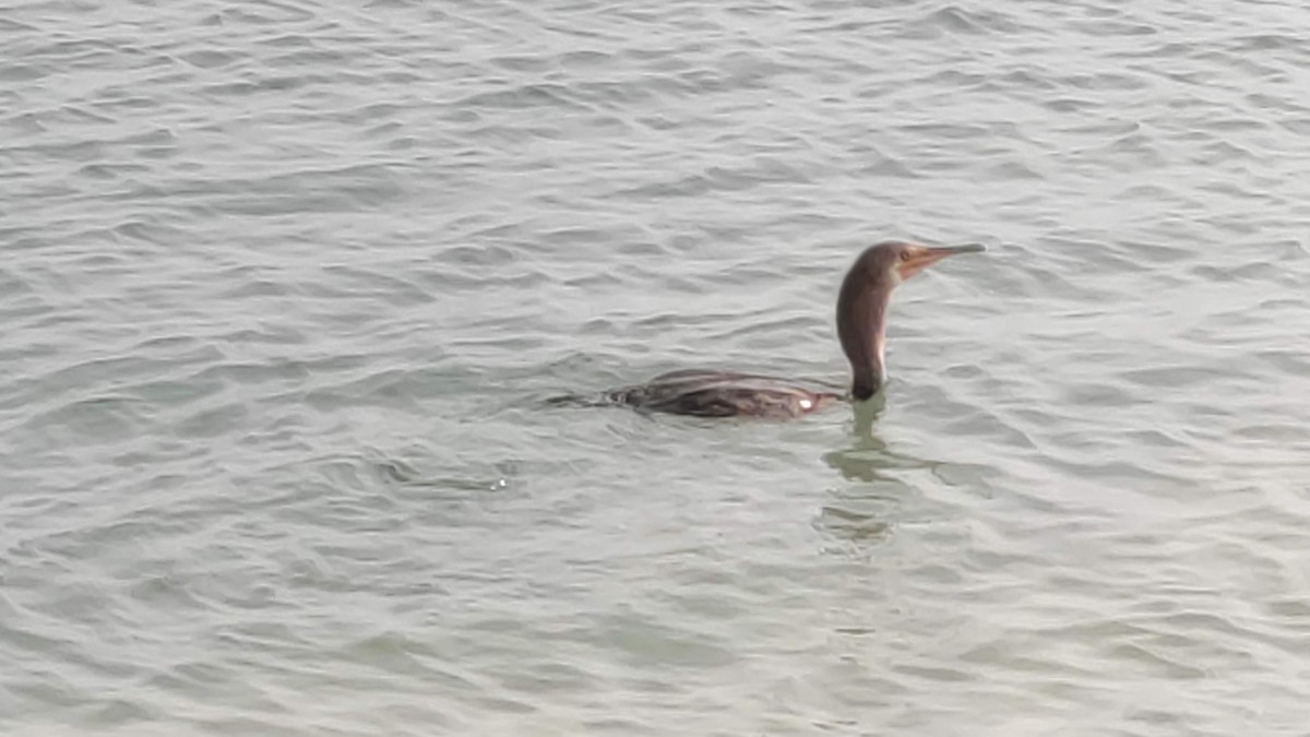 Socotra Cormorant - ML646283998