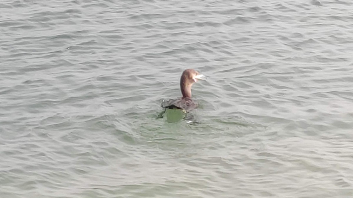 Socotra Cormorant - ML646283999