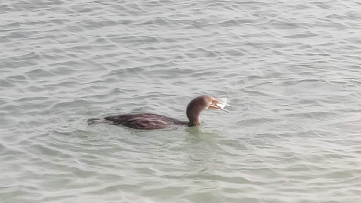 Socotra Cormorant - ML646284000