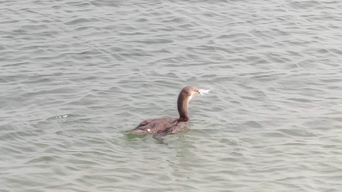 Socotra Cormorant - ML646284001