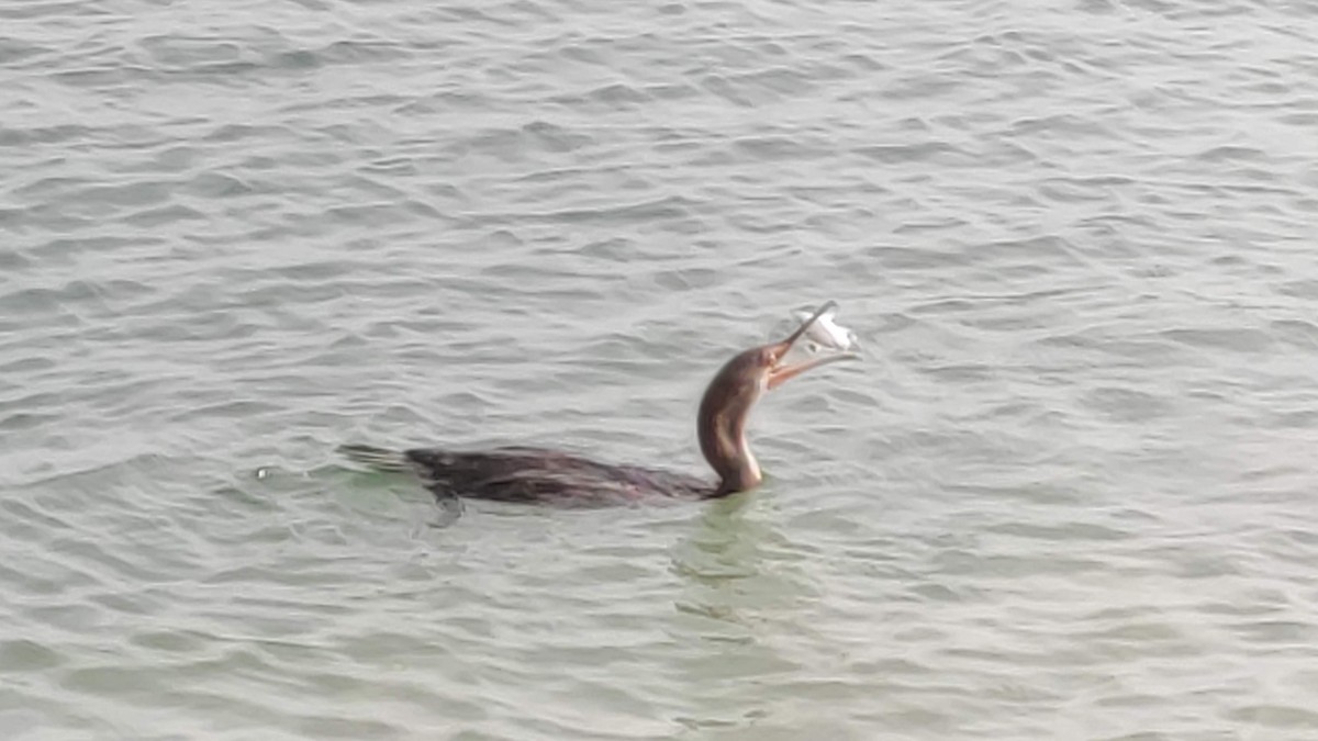 Socotra Cormorant - ML646284002