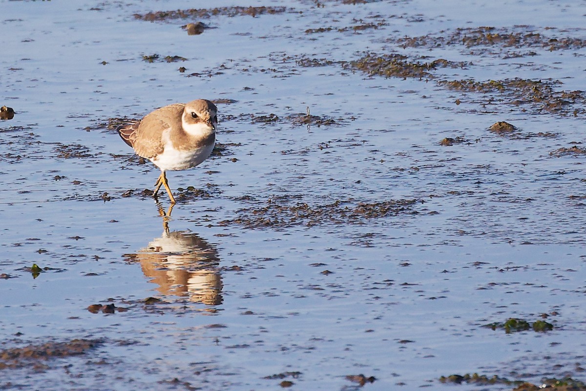 Common Ringed Plover - ML646284003