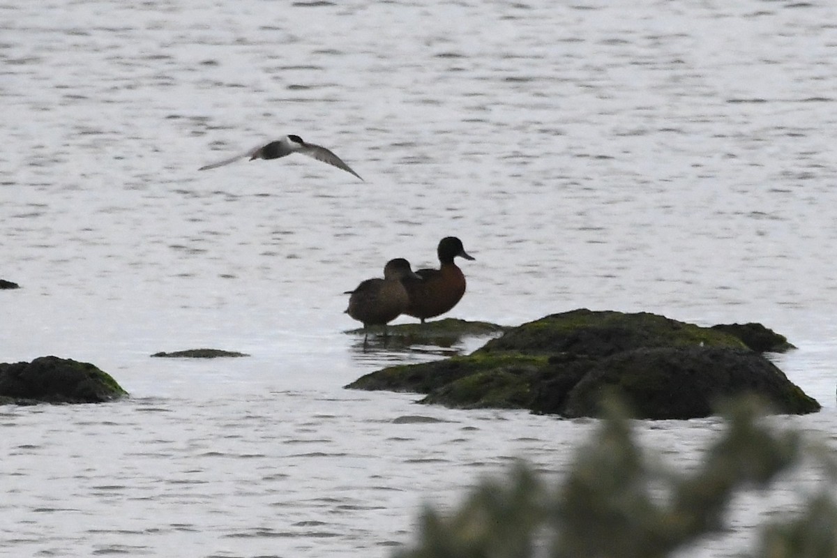 Whiskered Tern - ML646284004