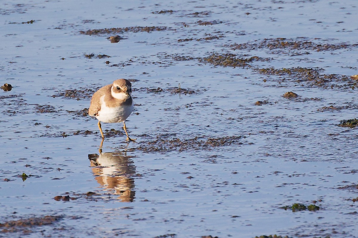 Common Ringed Plover - ML646284005