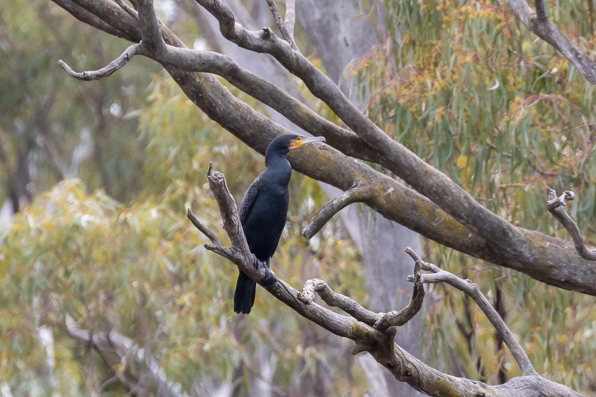 Great Cormorant - ML646284008