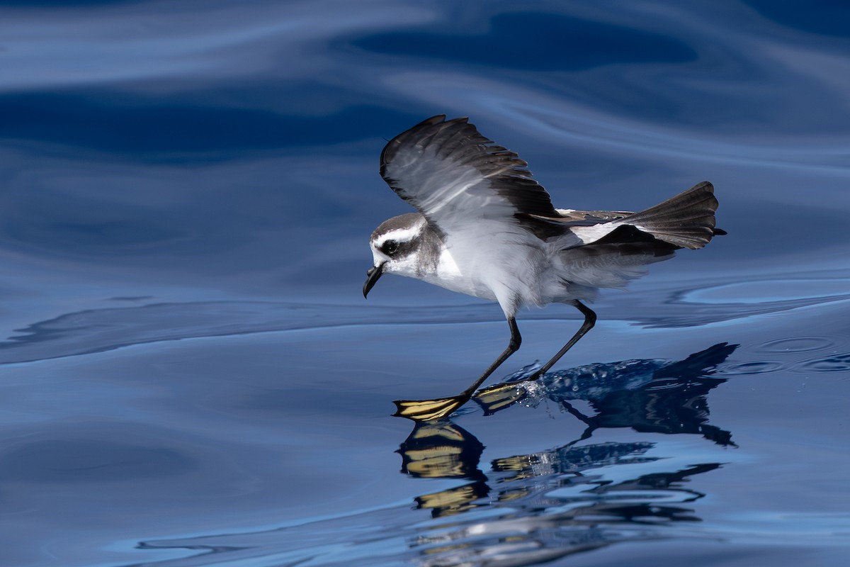 fregattstormsvale - ML646284013