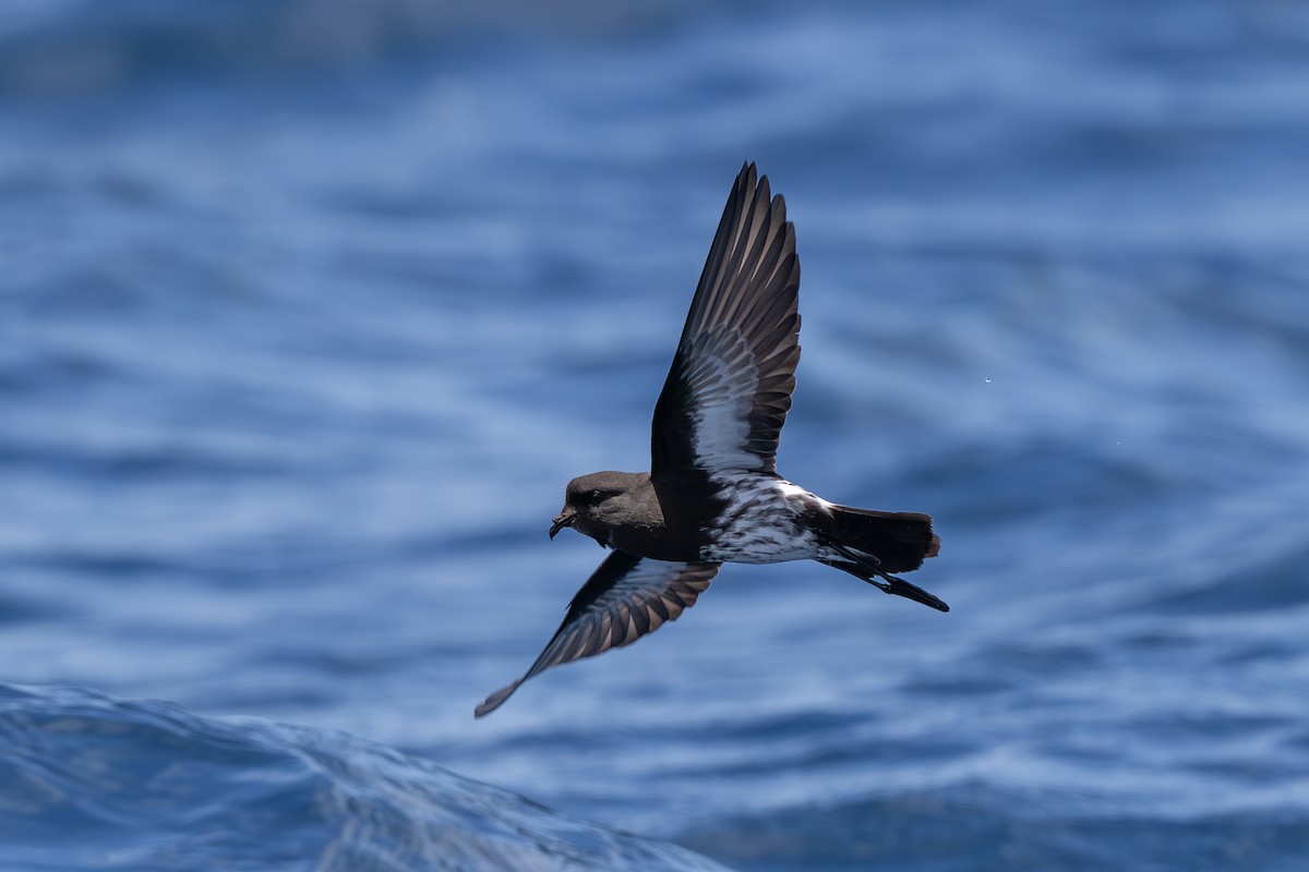 New Zealand Storm-Petrel - ML646284015