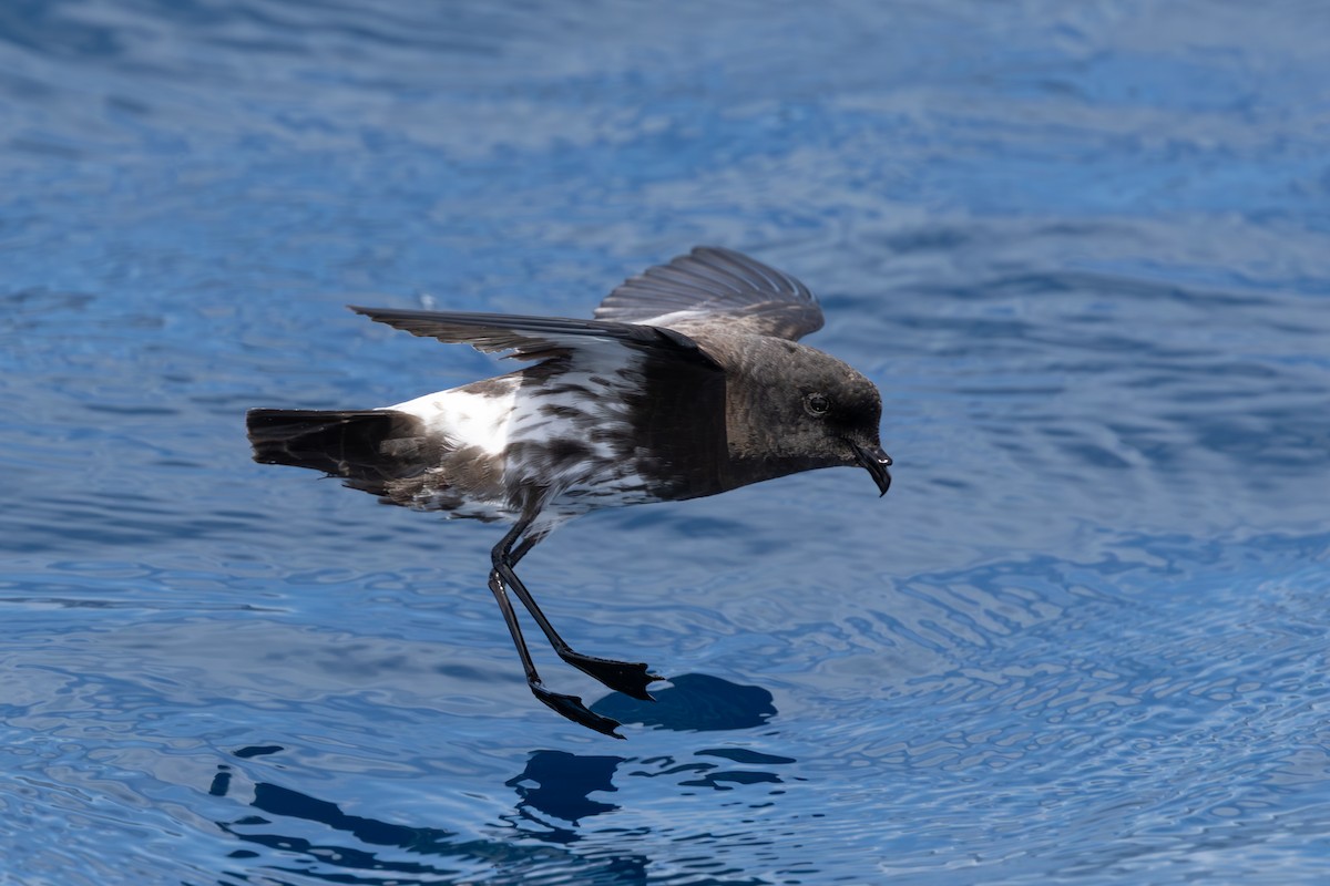 New Zealand Storm-Petrel - ML646284016