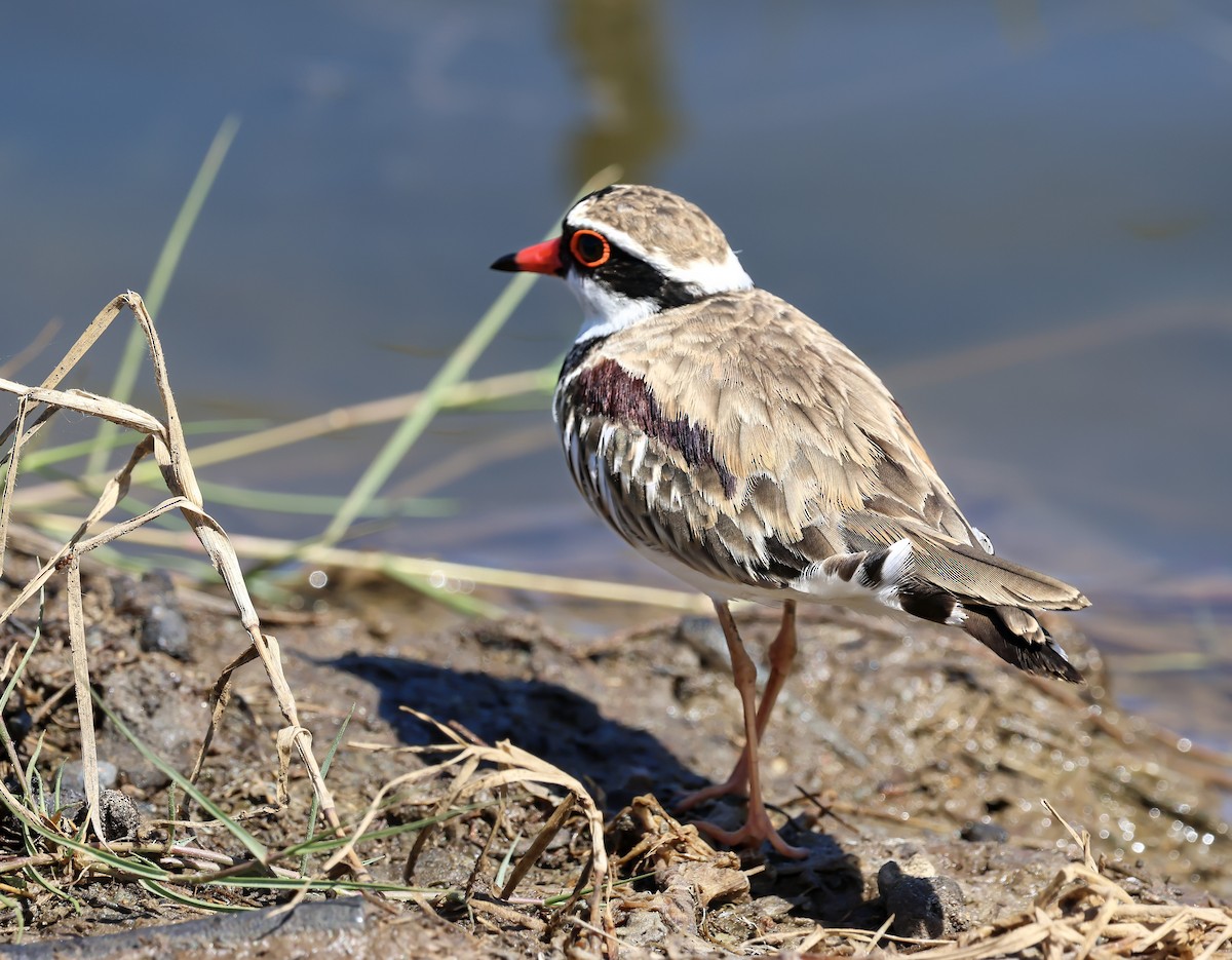 Black-fronted Dotterel - ML646284018