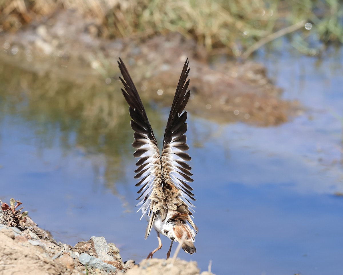 Black-fronted Dotterel - ML646284019
