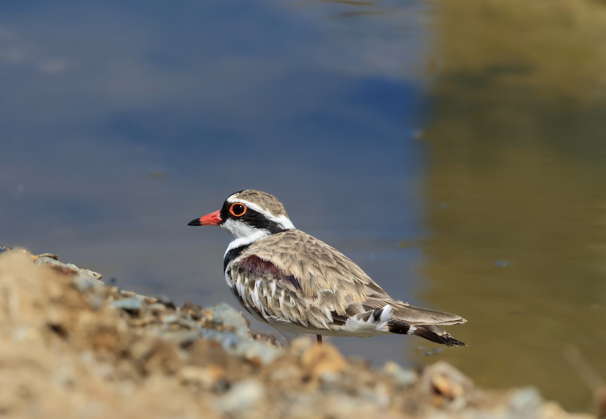 Black-fronted Dotterel - ML646284020