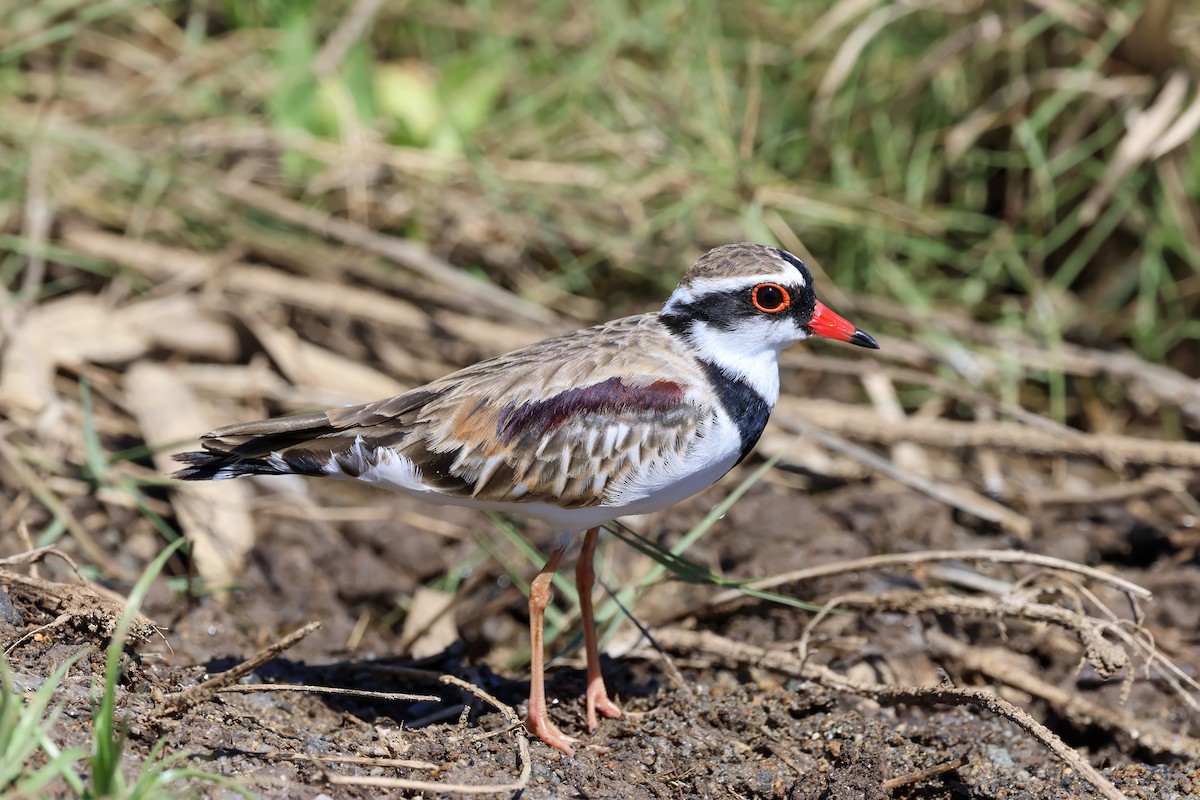 Black-fronted Dotterel - ML646284021