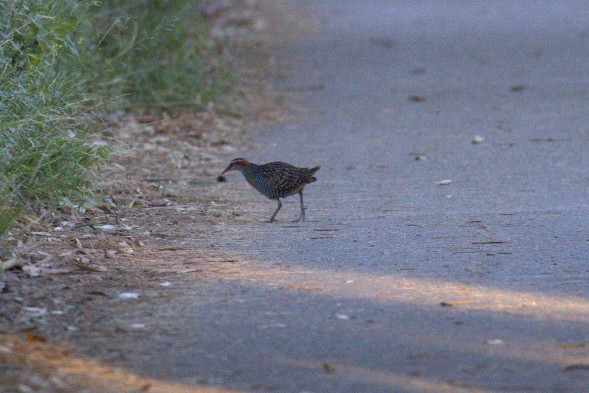 Buff-banded Rail - ML646284024