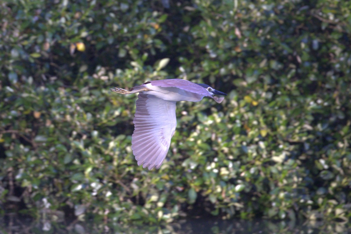 Nankeen Night Heron - ML646284025