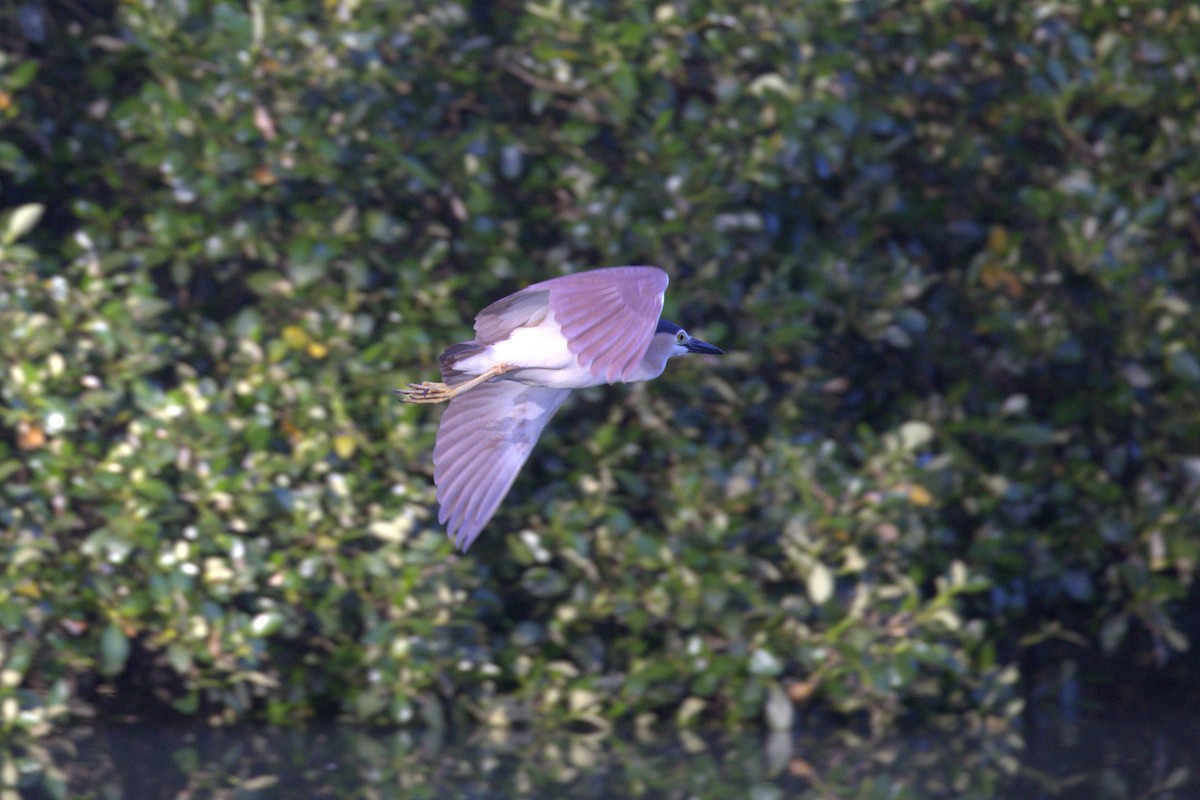 Nankeen Night Heron - ML646284026
