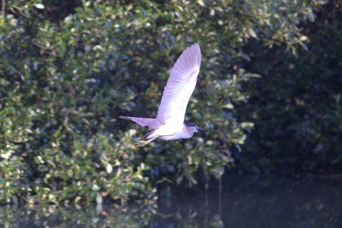 Nankeen Night Heron - ML646284027