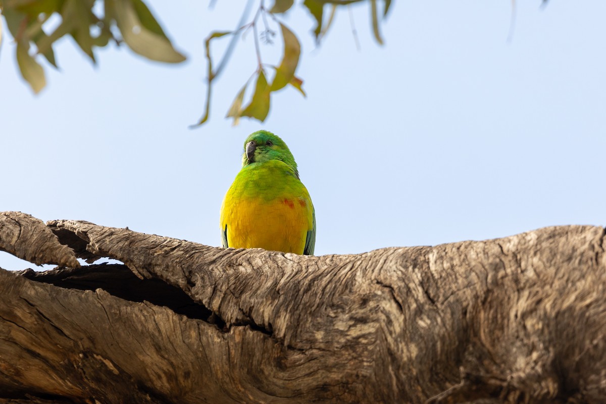 Perico Dorsirrojo - ML646284028