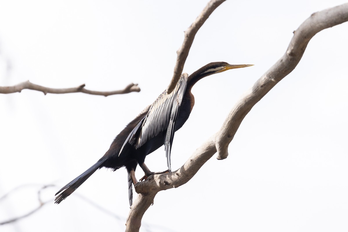 Anhinga Australiana - ML646284029
