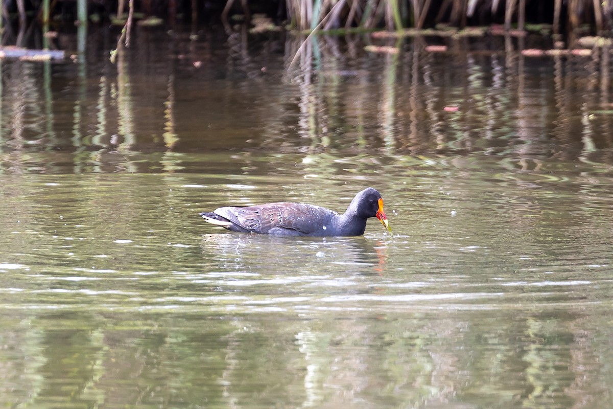 Gallineta Enlutada - ML646284030