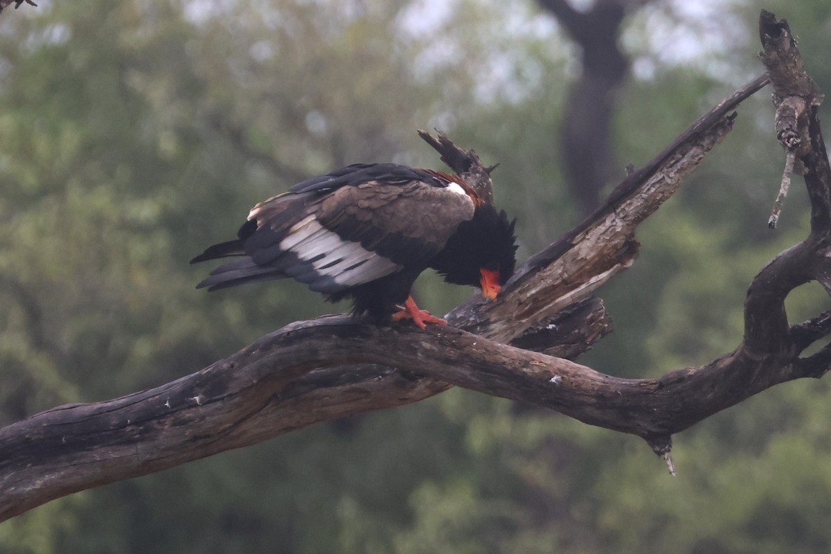Águila Volatinera - ML646284033