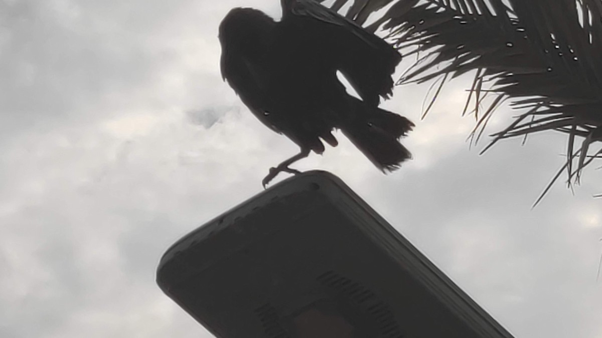 Cuervo Indio - ML646284034