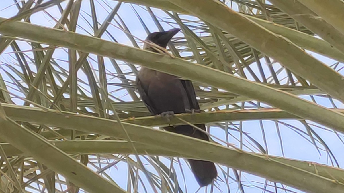 Cuervo Indio - ML646284035