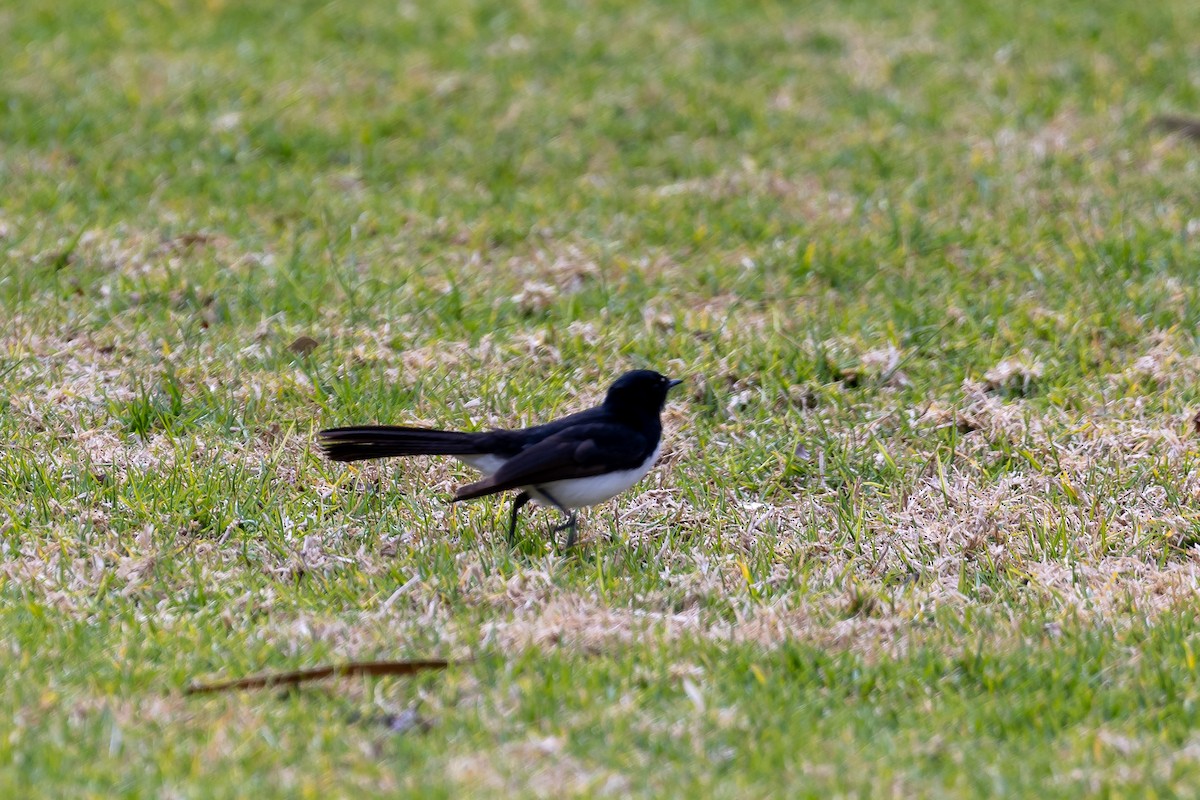 Abanico Lavandera - ML646284036