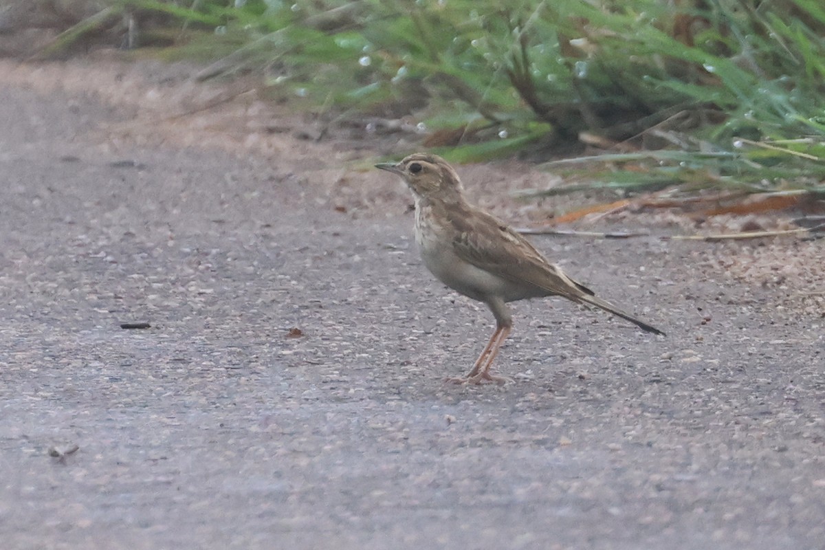 Bisbita Africano - ML646284038