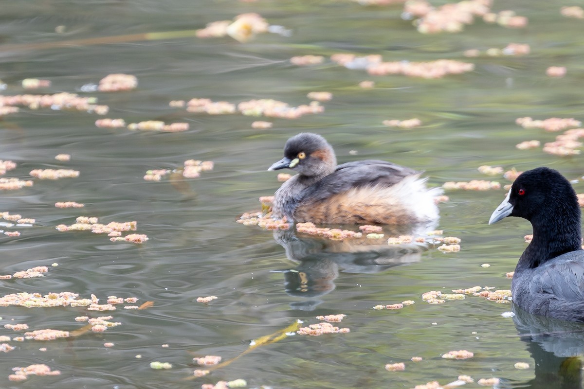 Zampullín Australiano - ML646284039