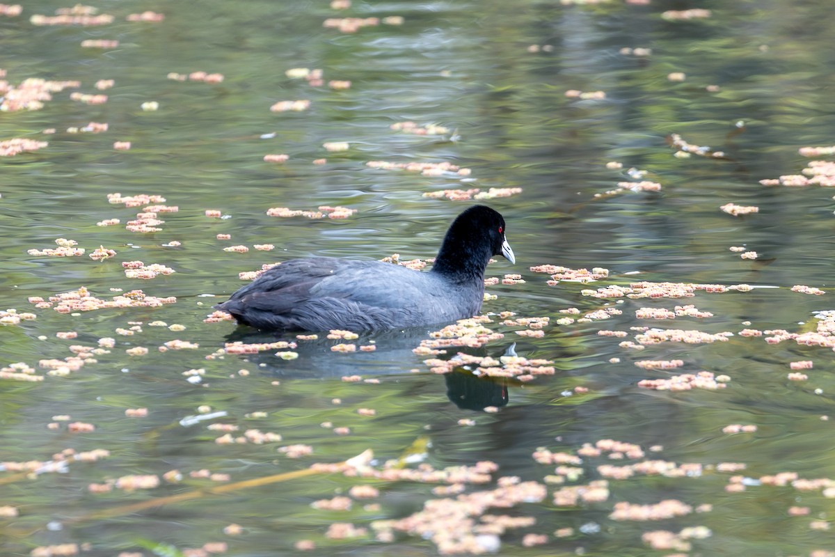 Focha Común - ML646284040