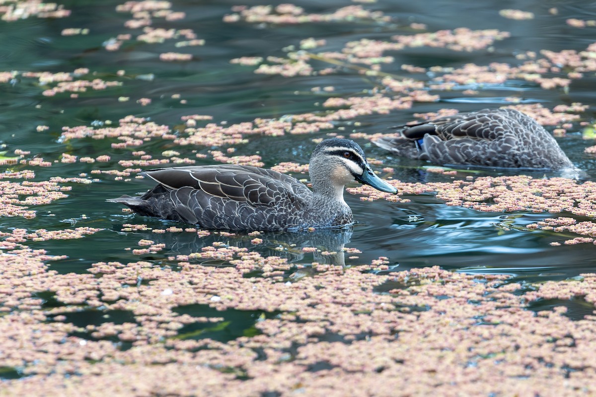 Ánade Cejudo - ML646284041
