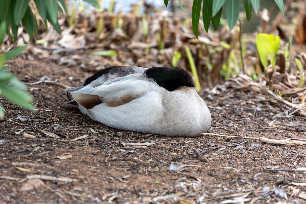 Ánade Azulón (variedad doméstica) - ML646284045