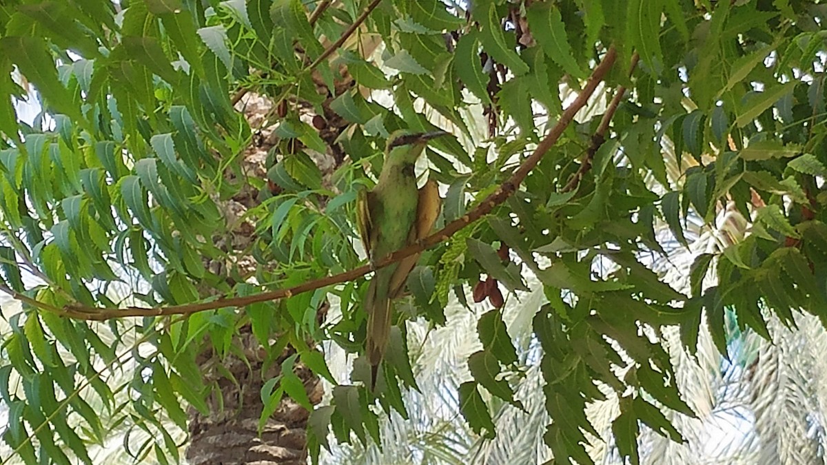 Abejaruco Esmeralda Árabe - ML646284046