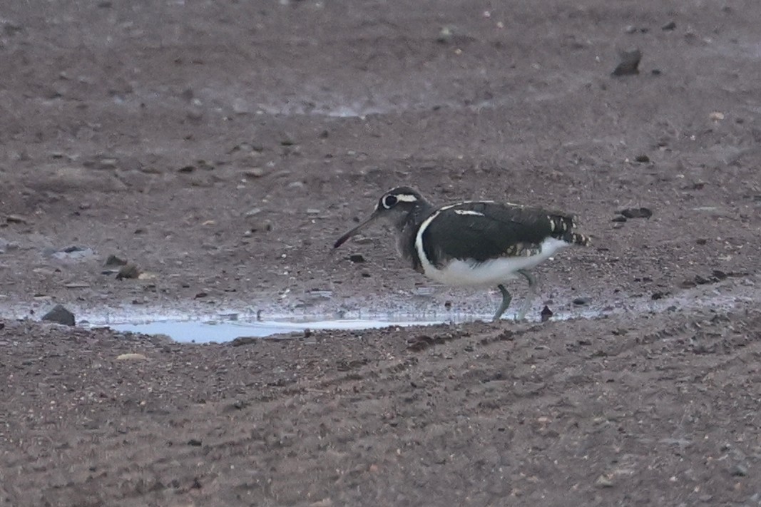 Aguatero Bengalí - ML646284047