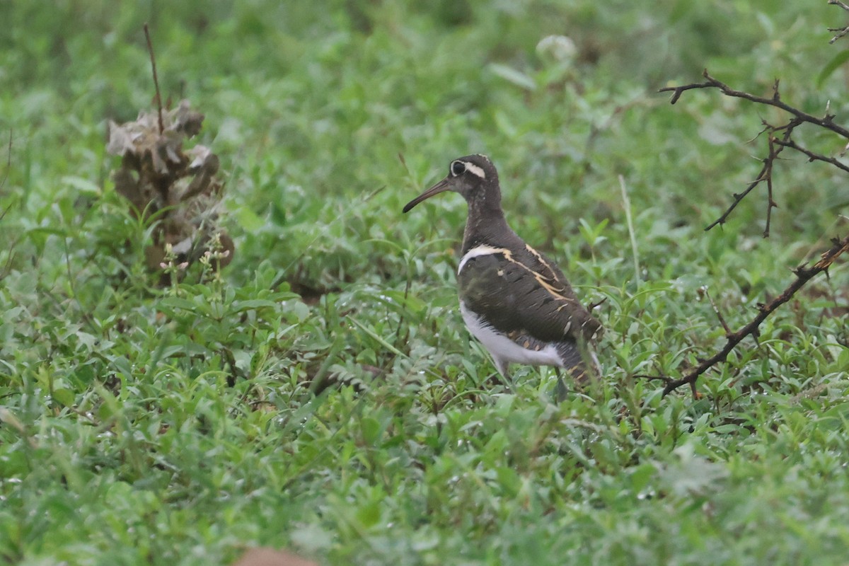 Aguatero Bengalí - ML646284048